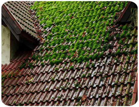 Démoussage de toiture VILLEMEUX-SUR-EURE